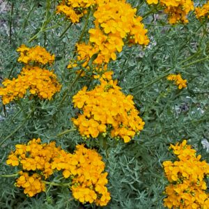 گلهای زردرنگ